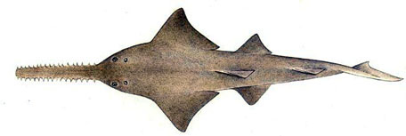 Pristis pristis_02.jpg